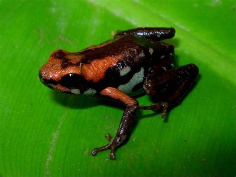 Dendrobatidae - poison frogs | Wildlife Journal Junior