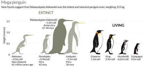 Extinct colossus penguin was nearly 7 feet tall