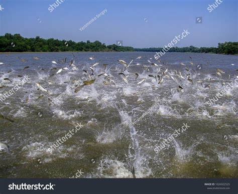 853 Carp jumping Stock Photos, Images & Photography | Shutterstock