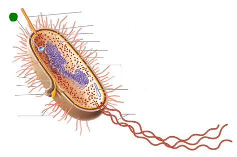 Level 7 - Chapter 3 - Prokaryotic Structure B - BIO220 - Microbiology ...