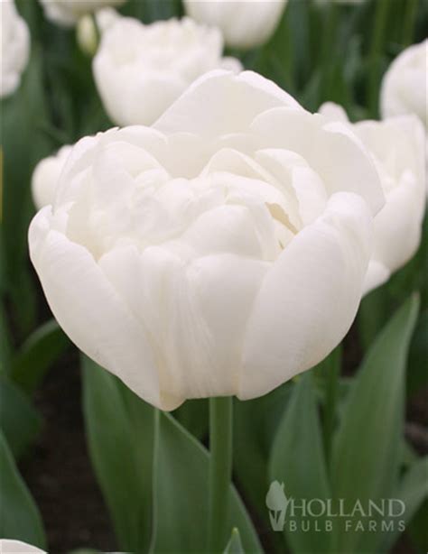 Mondial Double Early Tulip | Holland Bulb Farms | 88126