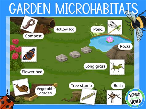 Minibeasts garden microhabitats sorting activity KS1 science | Teaching ...