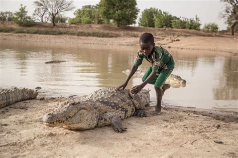 Sacred snappers: The African village where crocodiles are revered ...