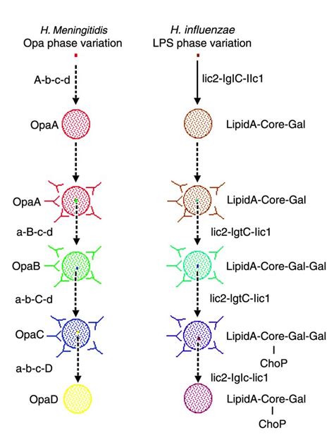 JCI - The simple sequence contingency loci of Haemophilus influenzae and Neisseria meningitidis