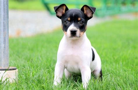 Toy Fox Terrier Puppies for Sale - Keystone Puppies