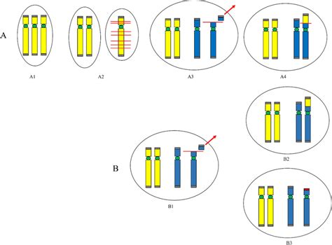 Schematic representation of mechanisms leading to gross simple... | Download Scientific Diagram