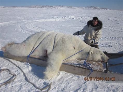 Polar bear hunting in Nunatsiavut legal and sustainable, hunter says - Newfoundland & Labrador ...