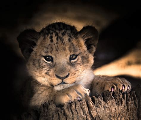 Download Baby Animal Cute Cub Animal Lion HD Wallpaper