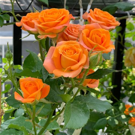 🚨Limited Time Offer 53% Off🌹Colorful Roses Seeds