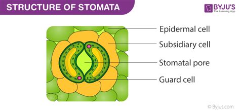 Stomata - A Labelled Diagram Of Stomata with Detailed Explanation