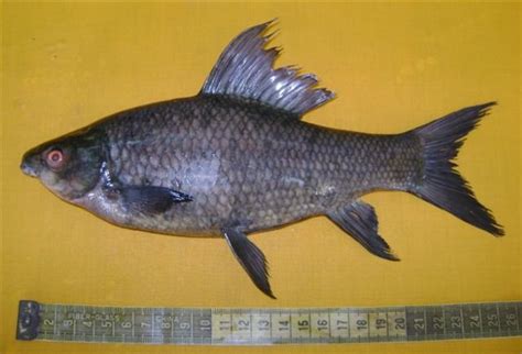 Labeo calbasu – Orangefin Labeo (Cyprinus calbasu, Labeo reynauldi ...