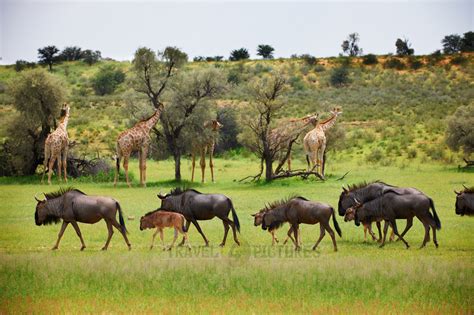 travel4pictures | herd of blue wildebeest, KTP 2011