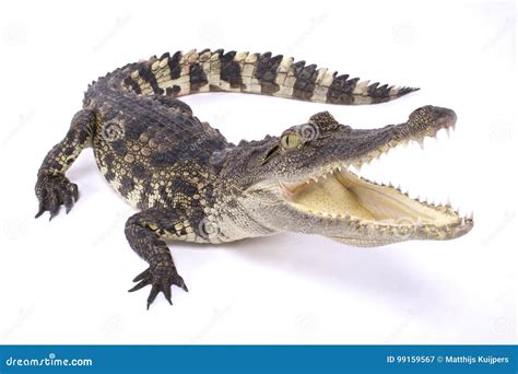 Siamese Crocodile, Crocodylus Siamensis Stock Image - Image of east, crocodile: 99159567