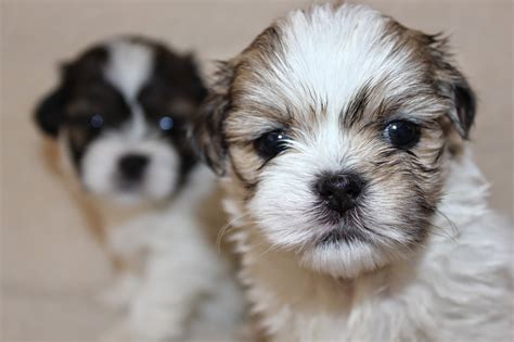 Lhasa Apso - Penny's Pups from birth to new homes: cute lhasa apso ...