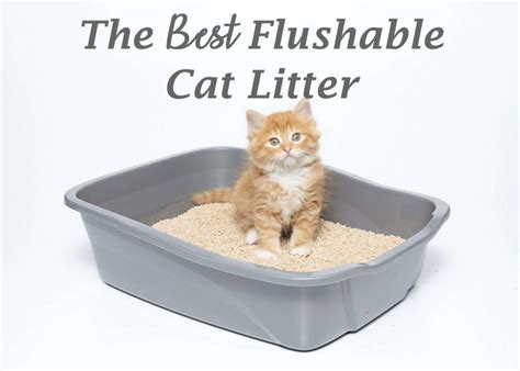 The 5 Best Flushable Cat Litters 2023 - Cat Mania