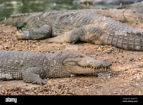 Marsh crocodiles hi-res stock photography and images - Alamy