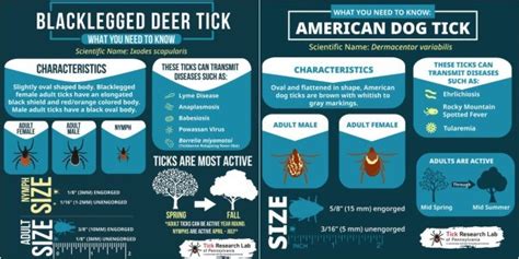 The Pennsylvanian's Ultimate Guide to Ticks and Lyme Disease