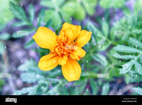 Photograph of some colorful flowers at a street market Stock Photo - Alamy