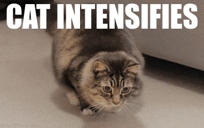 So Intense GIF - Meme Cat Animals - Discover & Share GIFs