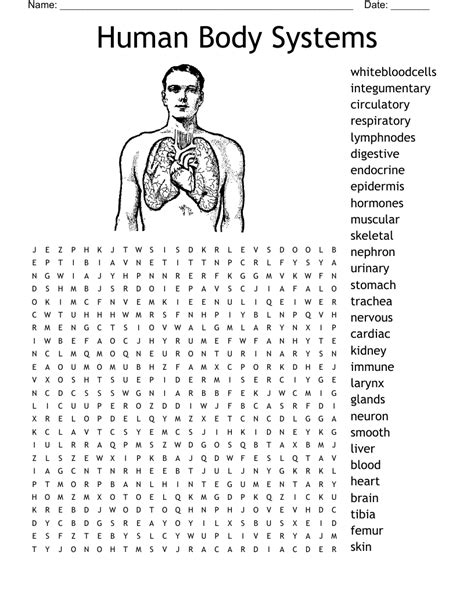 Human Body Systems Crossword Puzzle Answer Key / System that makes the body breath 5 group of ...