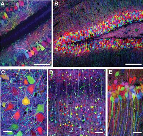 Generating and Imaging Multicolor Brainbow Mice