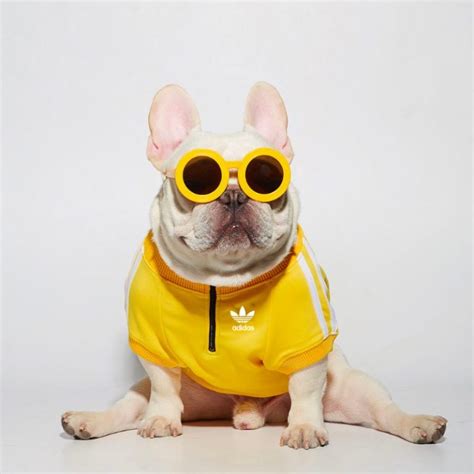 Luxury Dog Clothes and Accessories | Petiboo