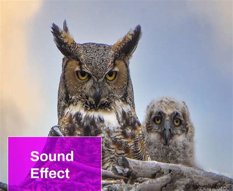 Father Owl Hooting Sound Free MP3 Download | Mingo Sounds