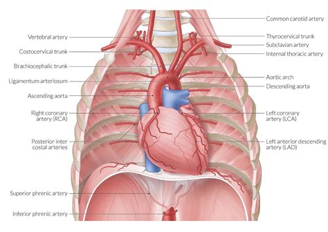 Thoracic Cavity Anatomy