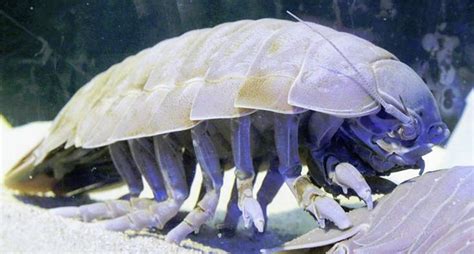 Pin by ваня красов on морские жыть ли | Giant isopod, Deep sea ...