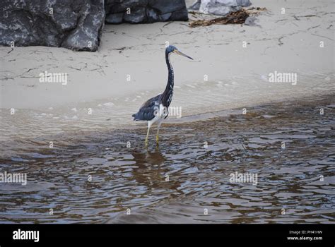 Gulf coast wildlife Stock Photo - Alamy