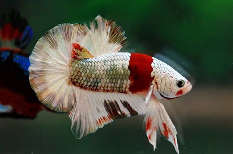 The most expensive betta fish | Betta fish, Betta, Fish