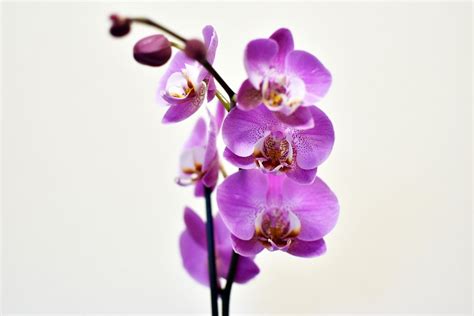 Purple orchid