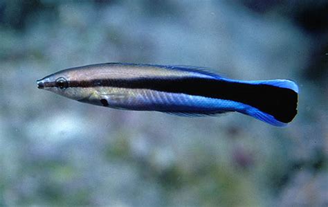 Bluestreak Cleaner Wrasse Information and Picture | Sea Animals