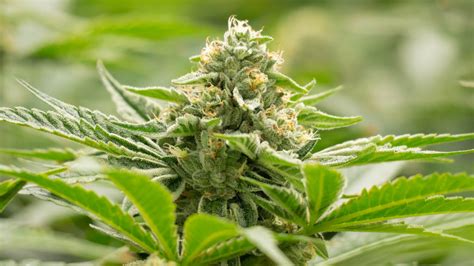 10 Best Cannabis Strains for Anxiety [2024] | SunMed Growers