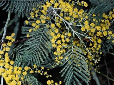 Acacia dealbata Profile – California Invasive Plant Council