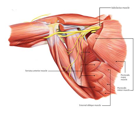 Pectoral Region Muscles Anatomy – Earth's Lab