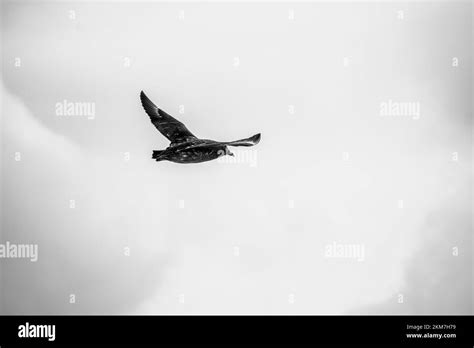 A Brown skua bird flying in Antarctica, against a snowing sky Stock Photo - Alamy