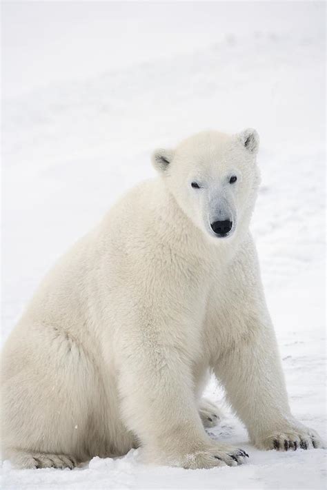 Polar Bear Ursus Maritimus Sitting On Photograph by Richard Wear