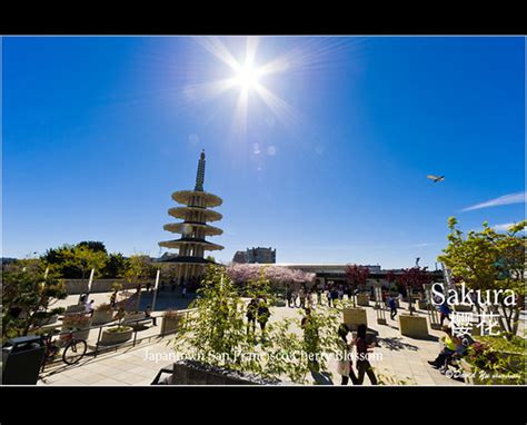 Japantown San Francisco Cherry Blossom Sakura 樱花盛開 | Flickr