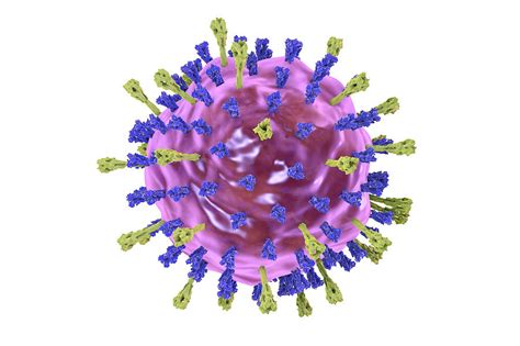 Mumps Virus Photograph by Kateryna Kon/science Photo Library - Pixels