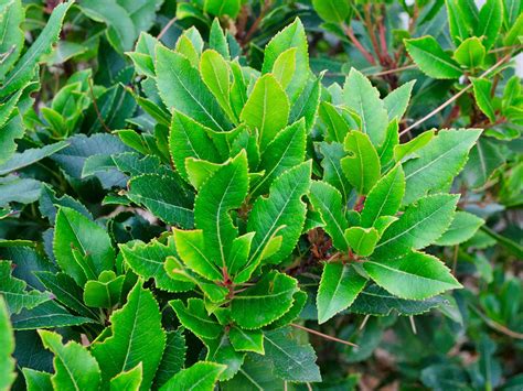 Large Fast Growing Shrubs For Screening