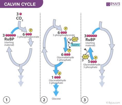 An Overview of Calvin Cycle - Stages Of C3 Cycle