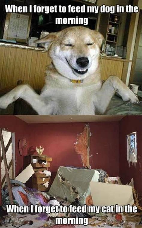 30+ Cat Vs. Dog Memes To Prove Who's The Boss #catmemes #dogmemes ...