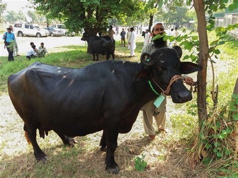 Prolonged heat affects buffalo farming