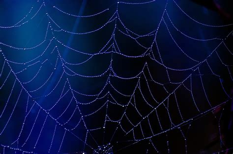 Spider Web Blue - Free photo on Pixabay