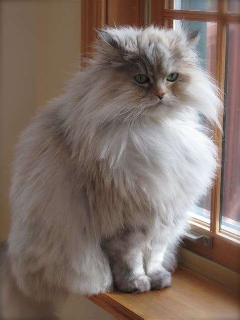 Persian Cat Mixed With Maine Coon - Pets Lovers