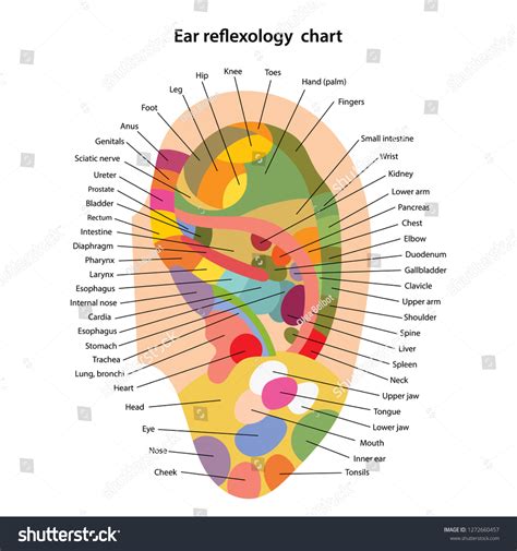 Ear Reflexology Chart Description Corresponding Internal: เวกเตอร์สต็อก ...