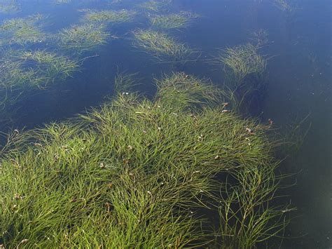 How To Get Rid Of Sago Pondweed | Identifying Sago Pondweed