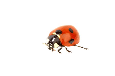 Ladybug On Grass Background, White, Happy, Nature PNG Transparent Image and Clipart for Free ...