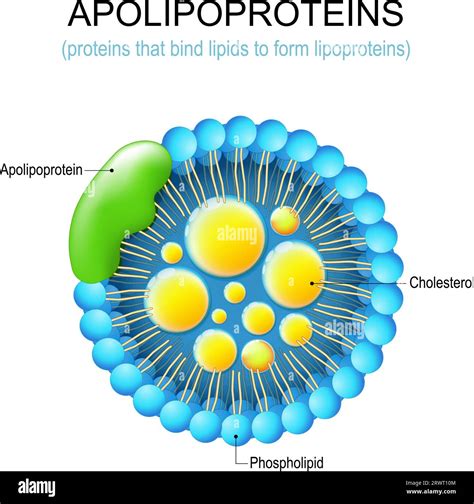 Apolipoprotein. Structure of a protein that bind lipids to form lipoproteins. LDL and ...